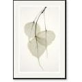 Albert Koetsier 'Bo Tree' Framed Art Print