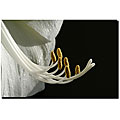 Kurt Shaffer 'Intimate Amaryllis' Gallery-wrapped Art