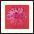 Andy Warhol 'Daisy (Pink on Red), 1982' Framed Art Print