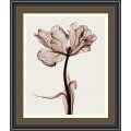 Steven N. Meyers 'Parrot Tulip I' Framed Art Print