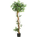 Mini Japanese Ficus Oriental Silk Tree