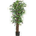 Mini Japanese Ficus Silk Tree