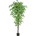 Ginkgo Silk Tree