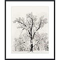 Ansel Adams 'Oak Tree' Metal Framed Art Print