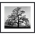 Ansel Adams 'Oak Tree, Sunset City' Metal Framed Art