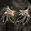 Goldplated Pearl 'Spring Dew' Flower Earrings (Brazil)