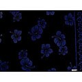 Women's Blue on Black Hibiscus Sarong (Indonesia)