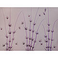 Bamboo Purple Sarong (Indonesia)