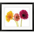 Art Photo Pro 'Three Gerbers' Framed Art