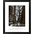 Ansel Adams 'Redwoods, Founders Grove' Framed Art