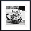 Cydney Conger 'Cat Fish' Metal Framed Art Print