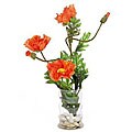 Silk Poppy Plant