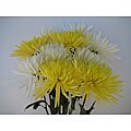 Simply Spider Mum Bouquet (10 Stems)