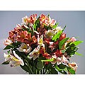 Simply Alstromeria Lilies Bouquet