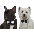 Aria Buddy Dog Bowtie
