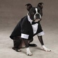 'Yappily Ever After' Dog Groom Tuxedo