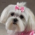 Aria Dog's Lucy Bows (Pack of 2)