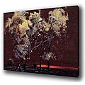 'Tree in Sunset' Giclee Print Canvas Art