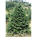Fresh-cut Full-size Maine Balsam Christmas Tree