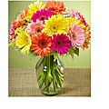 Colorful Gerbera Daisies