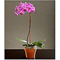 Potted Purple Orchid