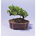 Juniper Bonsai Tree