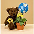 Get Well Bear/ Gerbera Daisy Set