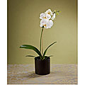 Single-stem White Orchid