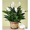 Premium Sympathy Peace Lily