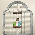Natural Knots Series Pure Perch Bird Toy