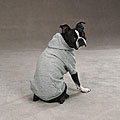 Basic Grey Dog Hoodies