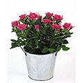 Pretty Pink Roses