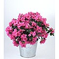 Pink Azaleas