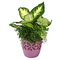 Tutti Fruiti Pink Potted Plant