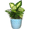 Tutti Fruiti Blue Potted Plant