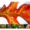 Miette Leaves Photo Note Card Box Sets (Case of 56)