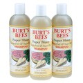 Burt's Bees Grapefruit and Sugarbeet Shampoo (Pack of 3)