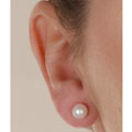 14k Akoya Cultured Pearl  Earrings (5.5-6mm)