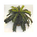 Tropical Cycas Palm Silk Floor Plant