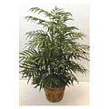 Double-potted 4-foot Silk Phoenix Palm Tree