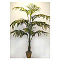 Kentia 8-foot Silk Palm Tree