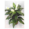 Peace Lily Double-potted Silk Plant
