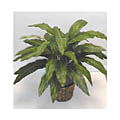 Aspidistra Bush Silk Floor Plant