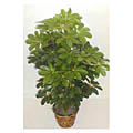 Schefflera 4-foot Double-potted Silk Bush