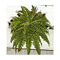 Boston Fern Double-potted Silk Plant