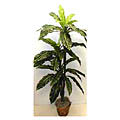 Bird's Nest Palm Tree (5'5")