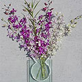 Dendrobium Orchids (6 Stems)
