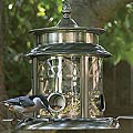Nicholas Cole Aurora Birdfeeder