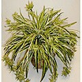 Silk Spider Plant in Basket