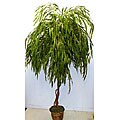 Grand 7-foot Weeping Willow Silk Tree